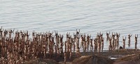 Naked volunteers pose for American photographer Spencer Tunick on the shore of the Dead Sea in Israel